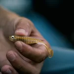 6th Sense Party Minnow 4.0 4" 6pk (Varios Colores a Elegir) - Imagen 5