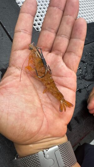 Oxigen Live Puppet Live Shrimp Holder Double Hook 1/0 5pz