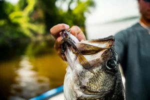 6th Sense Ridge Lizard 5.7″ 7pk (Varios Colores a Elegir)