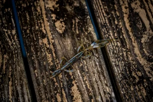 6th Sense Ridge Lizard 5.7″ 7pk (Varios Colores a Elegir)