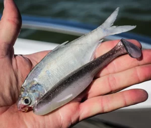 6th Sense Whale Swimbait 4.5″ 5pz (Varios Colores a Elegir)