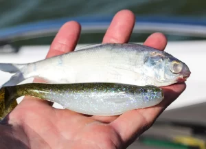 6th Sense Whale Swimbait 4.5″ 5pz (Varios Colores a Elegir)